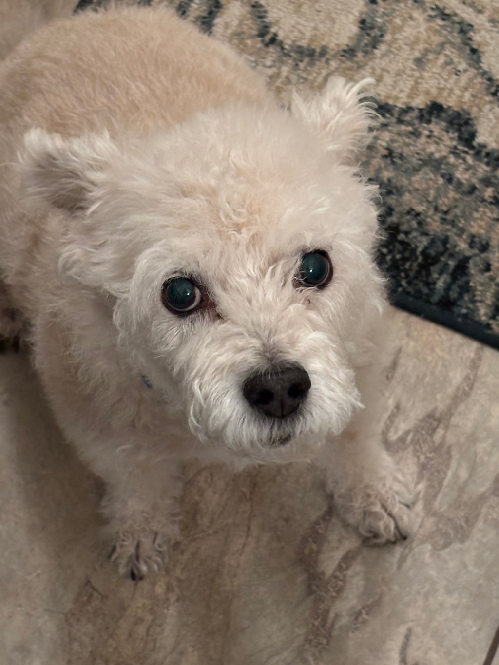 Cherishing My Loyal Dog&nbsp;Barkley