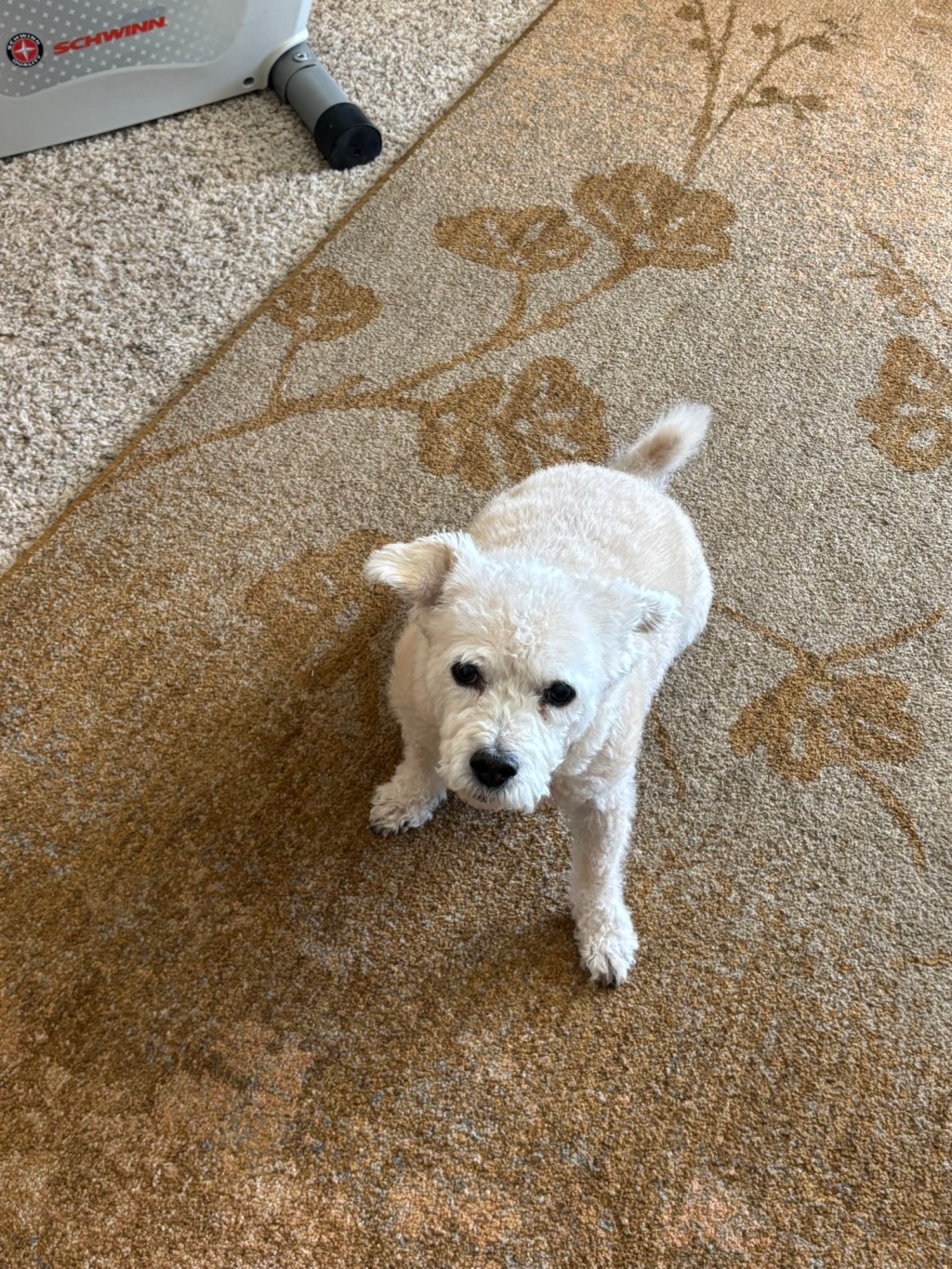 Barkley’s Joyful Spirit