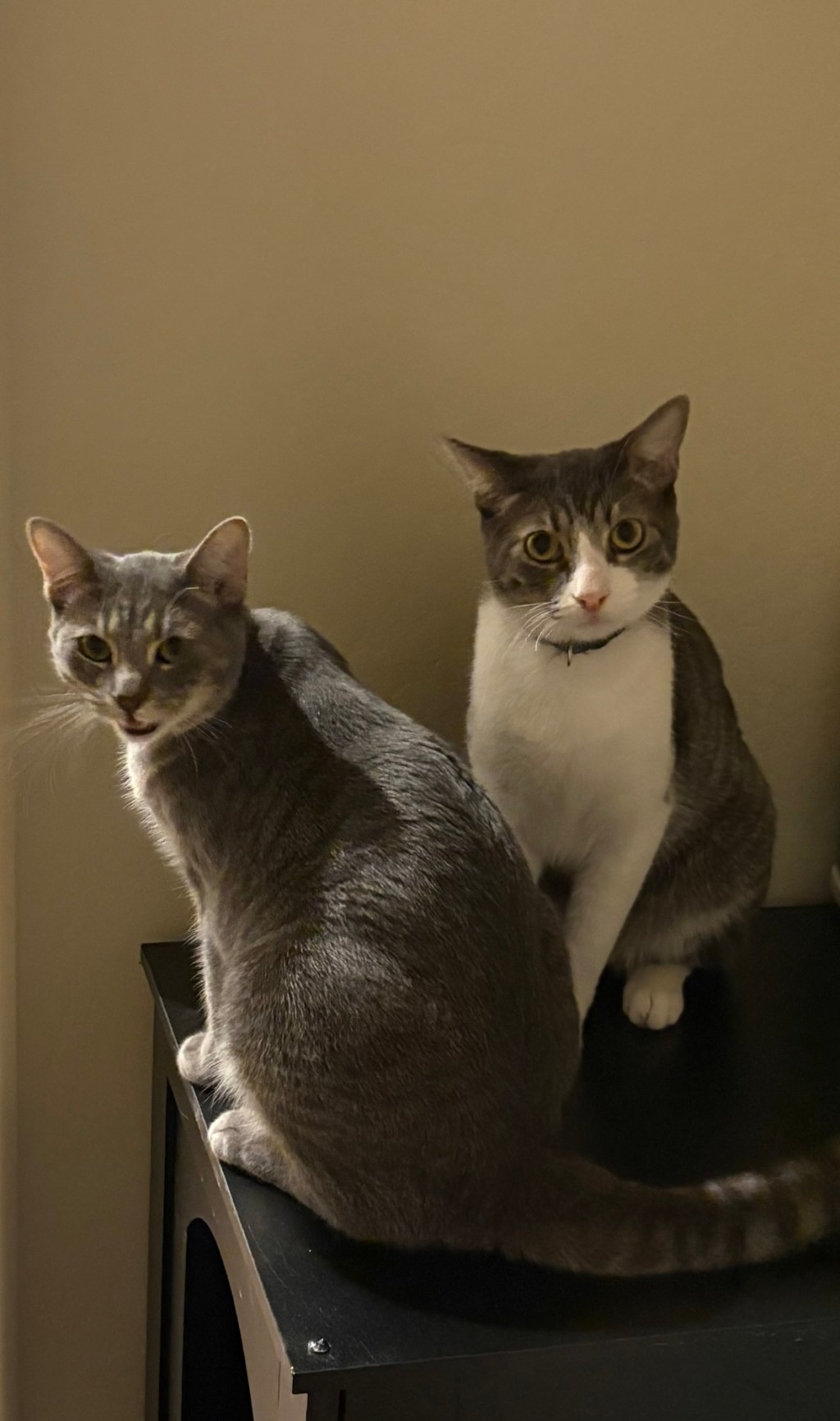 JJ and Journey