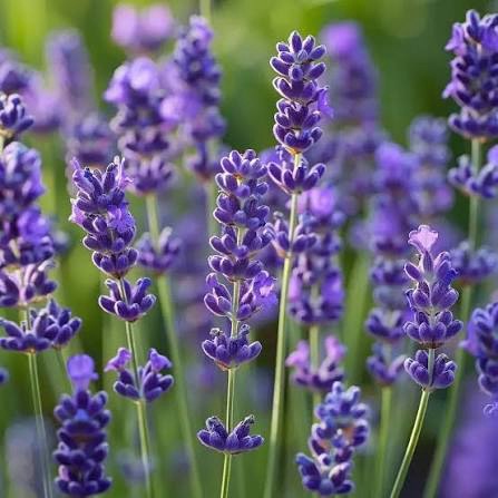 Lavender Breeze