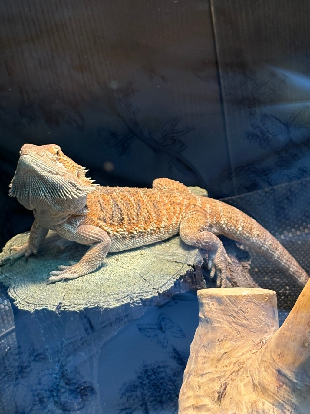 Tiny Little Dragon